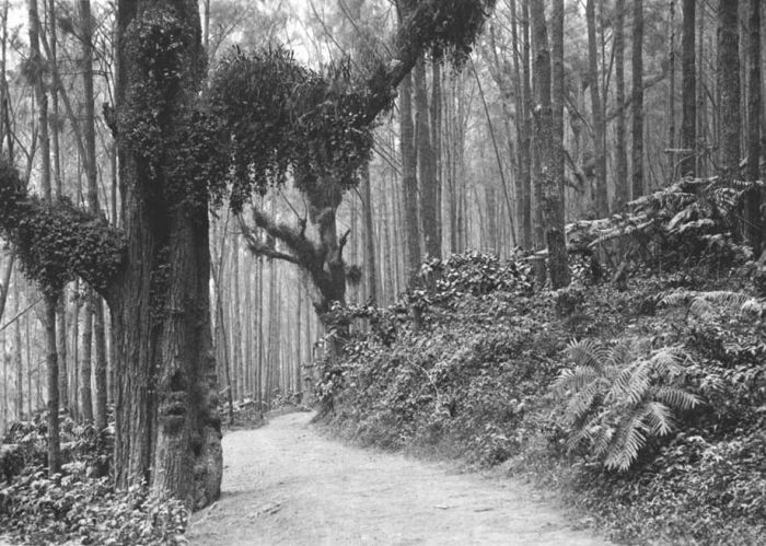 File:COLLECTIE TROPENMUSEUM Weg door het bos naar de Bromo-vulkaan Tenggergebergte Oost-Java TMnr 60020217.jpg