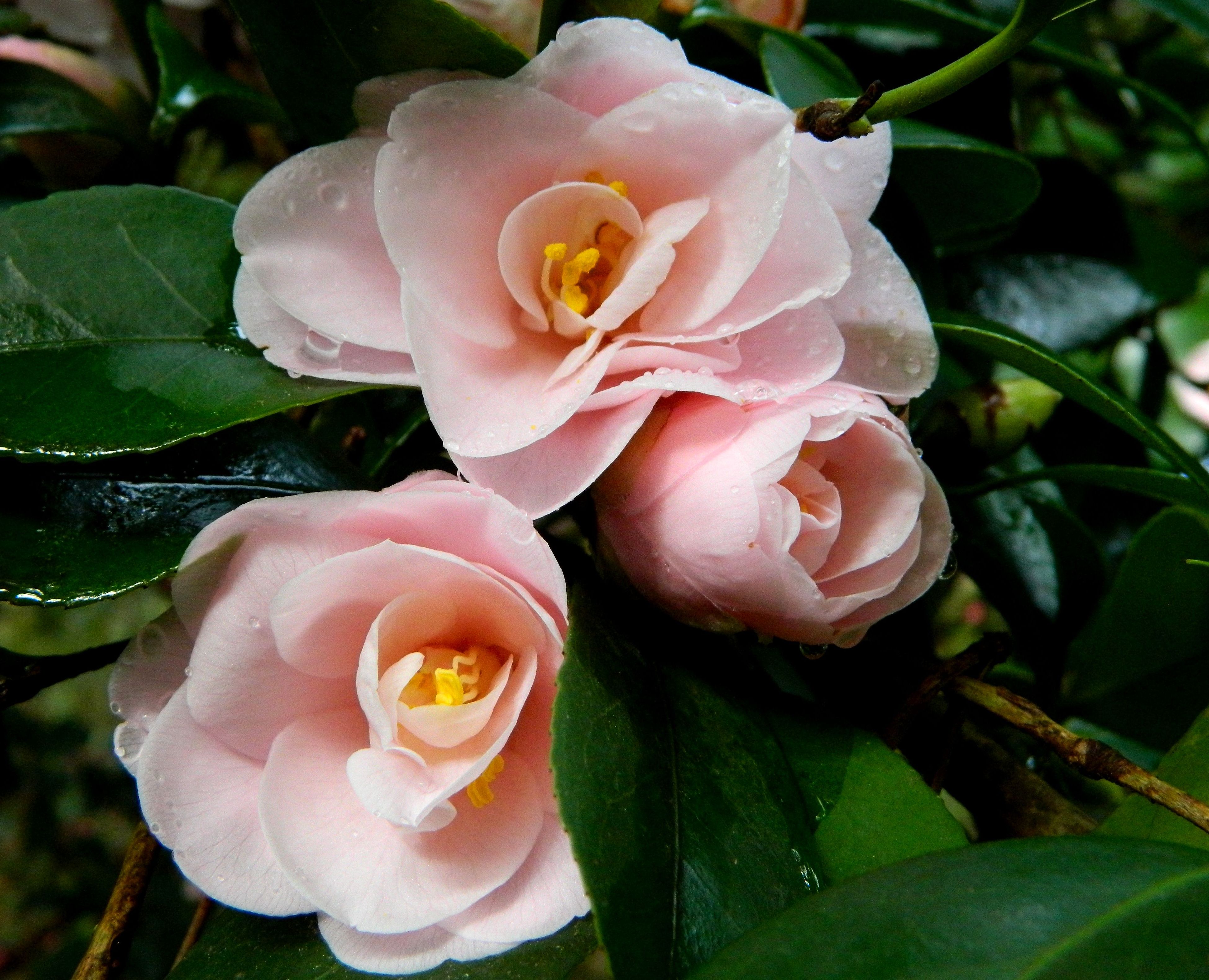 File:Camelia Peach Blossom. Pazo de La Saleta. Ruta de la  -  Wikimedia Commons