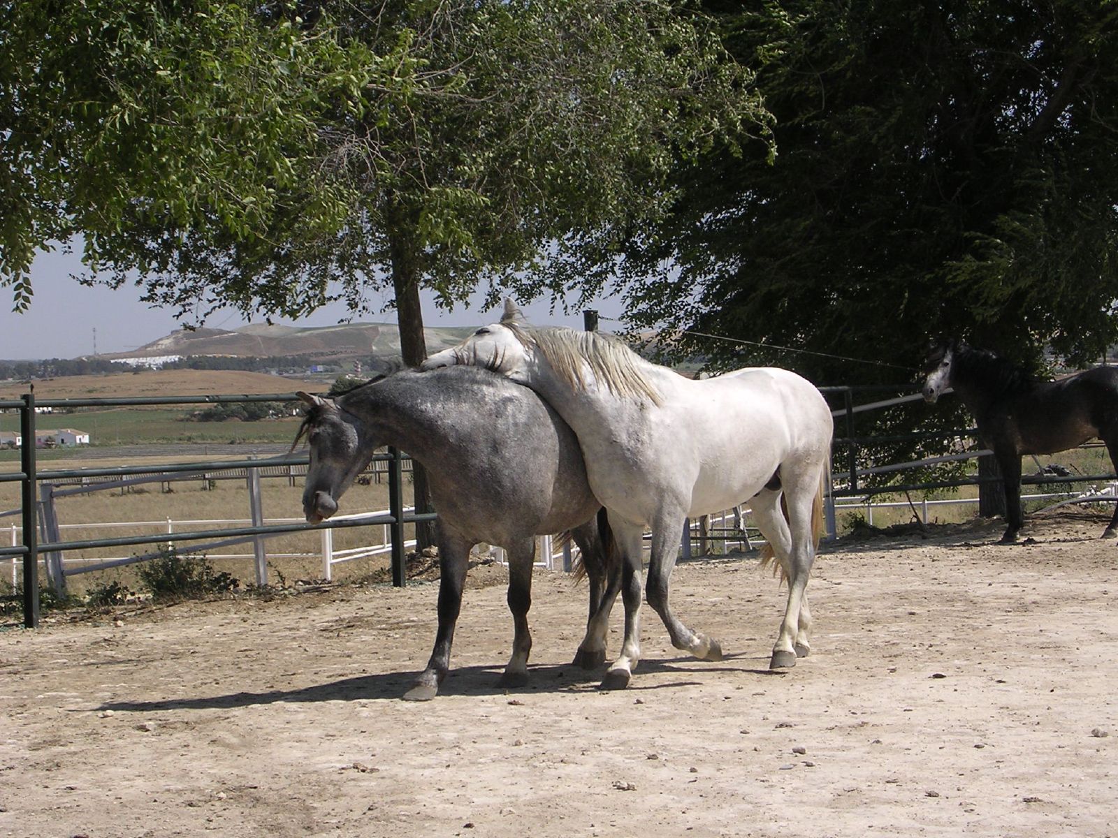 Carthusian Spanish Horse Profile: Traits, Groom, Care, Health