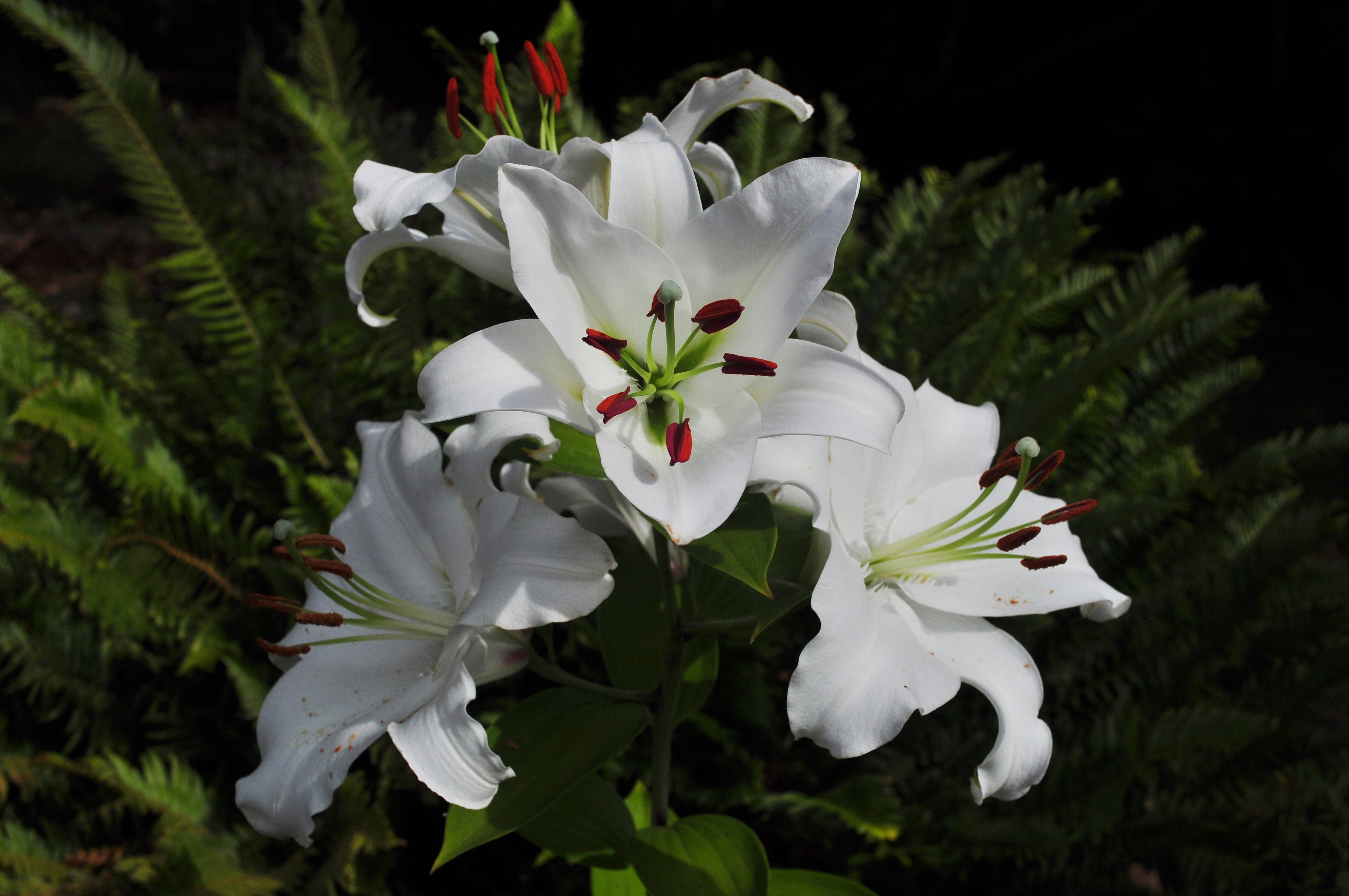 カサブランカ(花器付き)