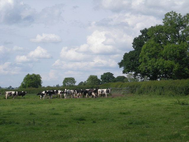 File:Cattle waiting to be milked - geograph.org.uk - 847686.jpg