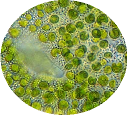 English: A microscopic view of the alga Chlore...