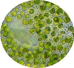 File:Chlorella.png