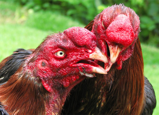 Fighting Cock