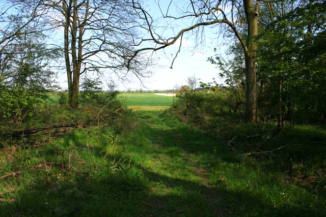 File:Coming out of the wood - geograph.org.uk - 412391.jpg