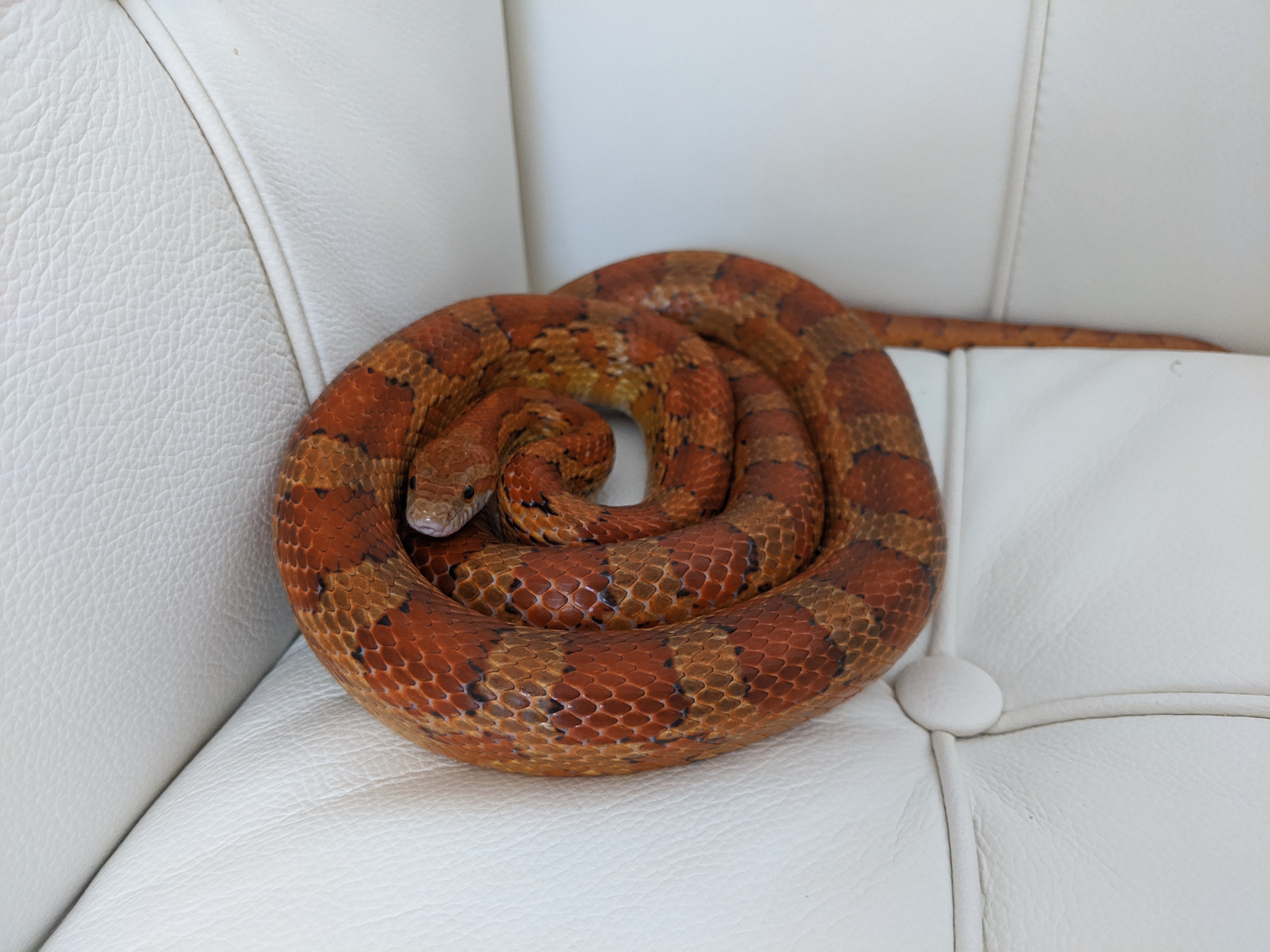 baby candy cane corn snake