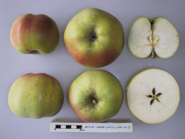 File:Cross section of Arthur Turner (LA 71A), National Fruit Collection (acc. 1975-301).jpg