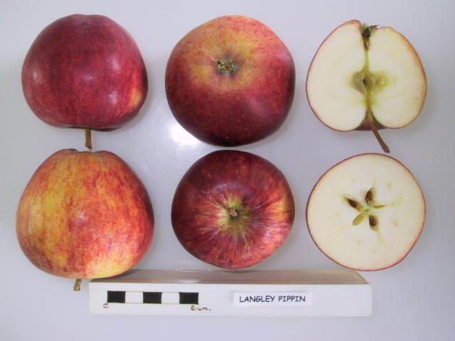 File:Cross section of Langley Pippin, National Fruit Collection (acc. 1978-272).jpg