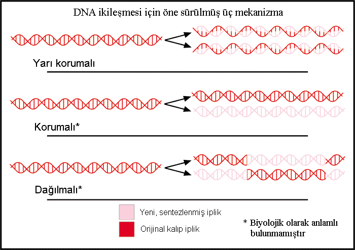 File:DNAreplicationModes tr.PNG