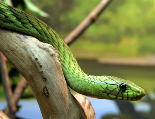 File:Dendroaspis viridisPCCA20051227-1887B.jpg