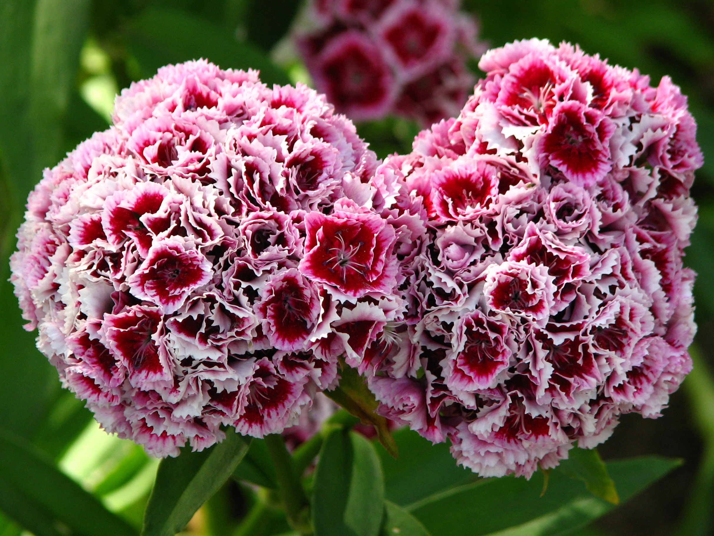 Гвоздика растение. Диантус, гвоздика (турецкая). Гвоздика Dianthus. Гвоздика турецкая махровая Жоржетта. Гвоздика Барбатус махровая.