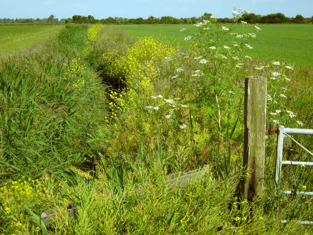 File:Ditch across a field off Stert Drove - geograph.org.uk - 1354321.jpg