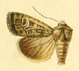 <i>Euxoa fissa</i> Species of moth