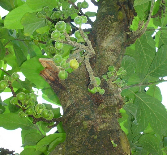 File:Ficus hispida Linn. f.jpg