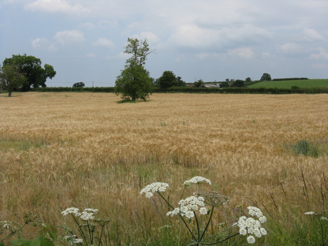 File:Fields By The A49 - geograph.org.uk - 1377285.jpg