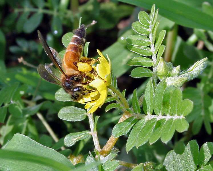 File:Gaint Honey Bee (Apis dorsata) on Tribulus terrestris W IMG 1020.jpg