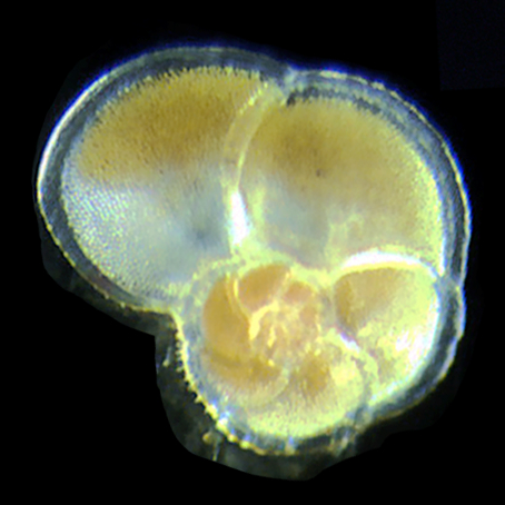 File:Globorotalia menardii bg-16-3377-2019-f02-web.png