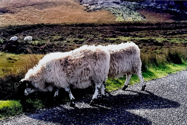 File:Gweedore area - Sheep grazing along R257 - geograph.org.uk - 1338005.jpg