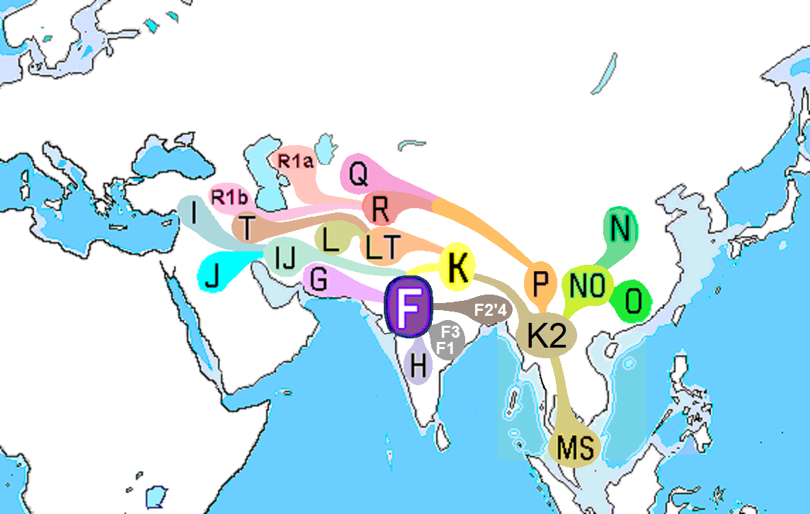 Haplogroup F M Wikipedia