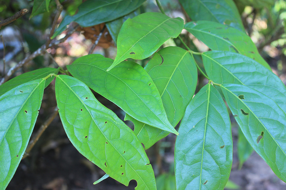 El nogal es de hoja caduca o perenne