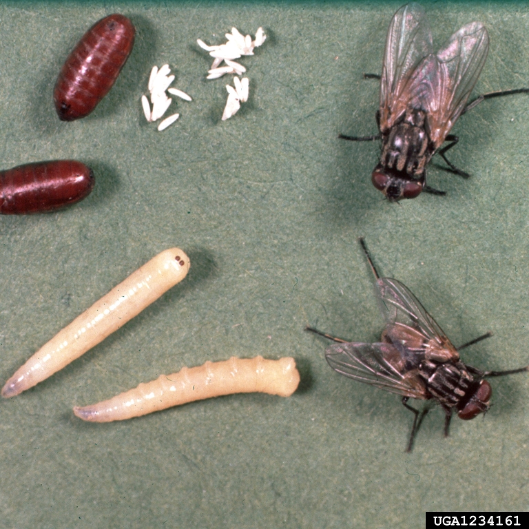 house fly eggs