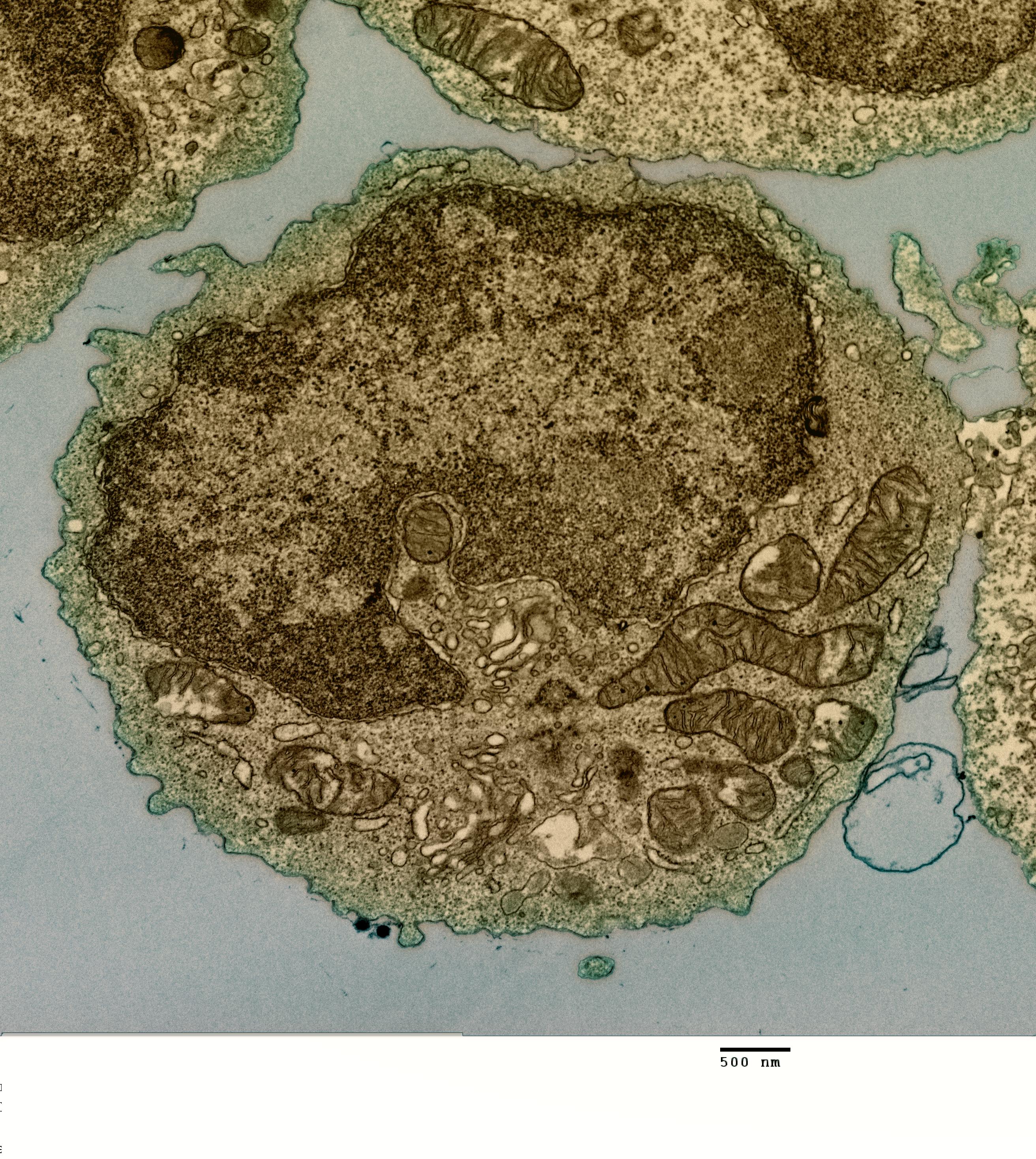 marginal zone b cells illustration