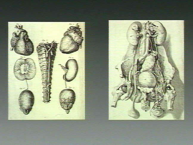 File:Human anatomy Wellcome V0007825.jpg