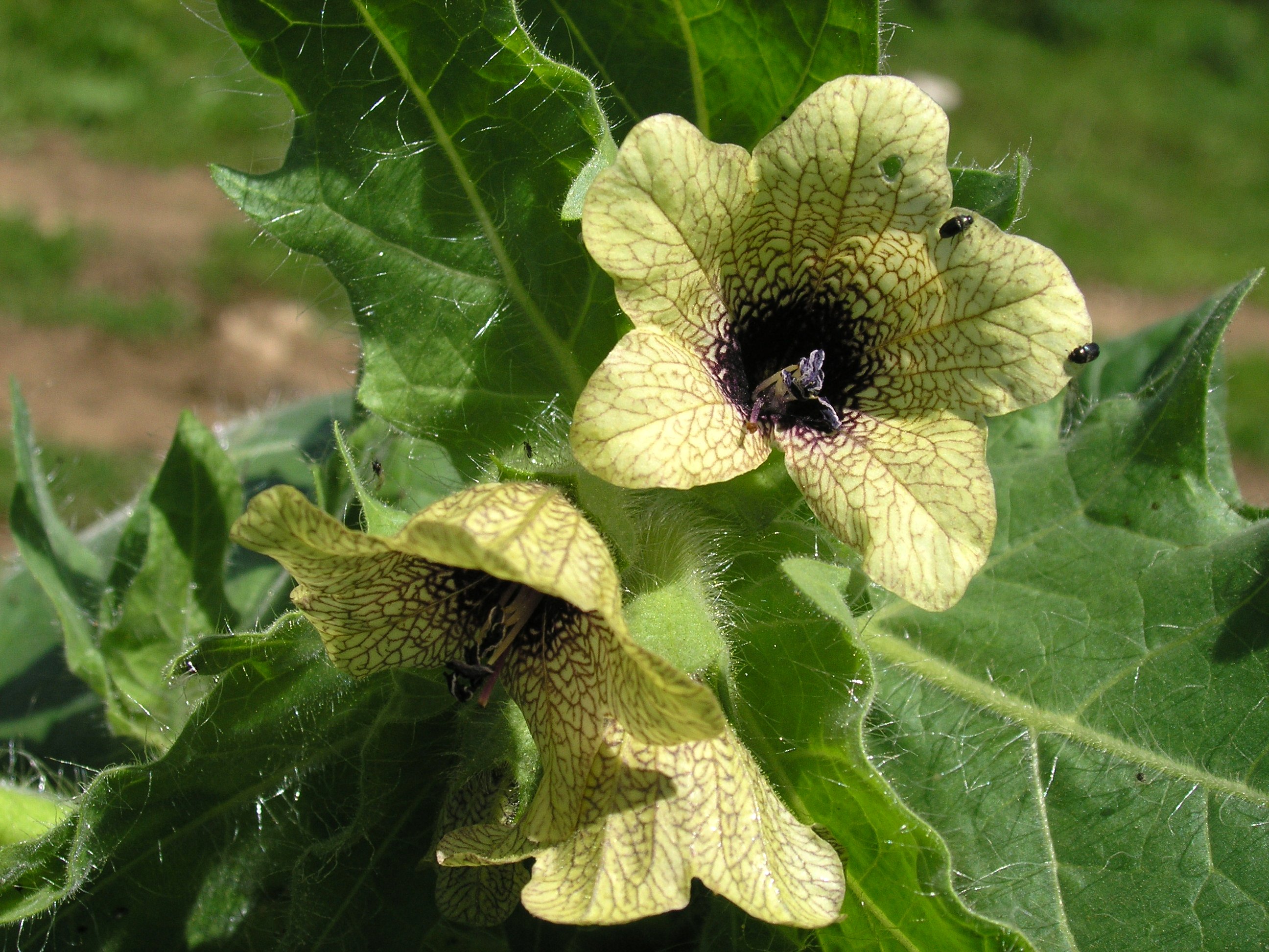 Ker Asie Un Jardin Du Morbihan