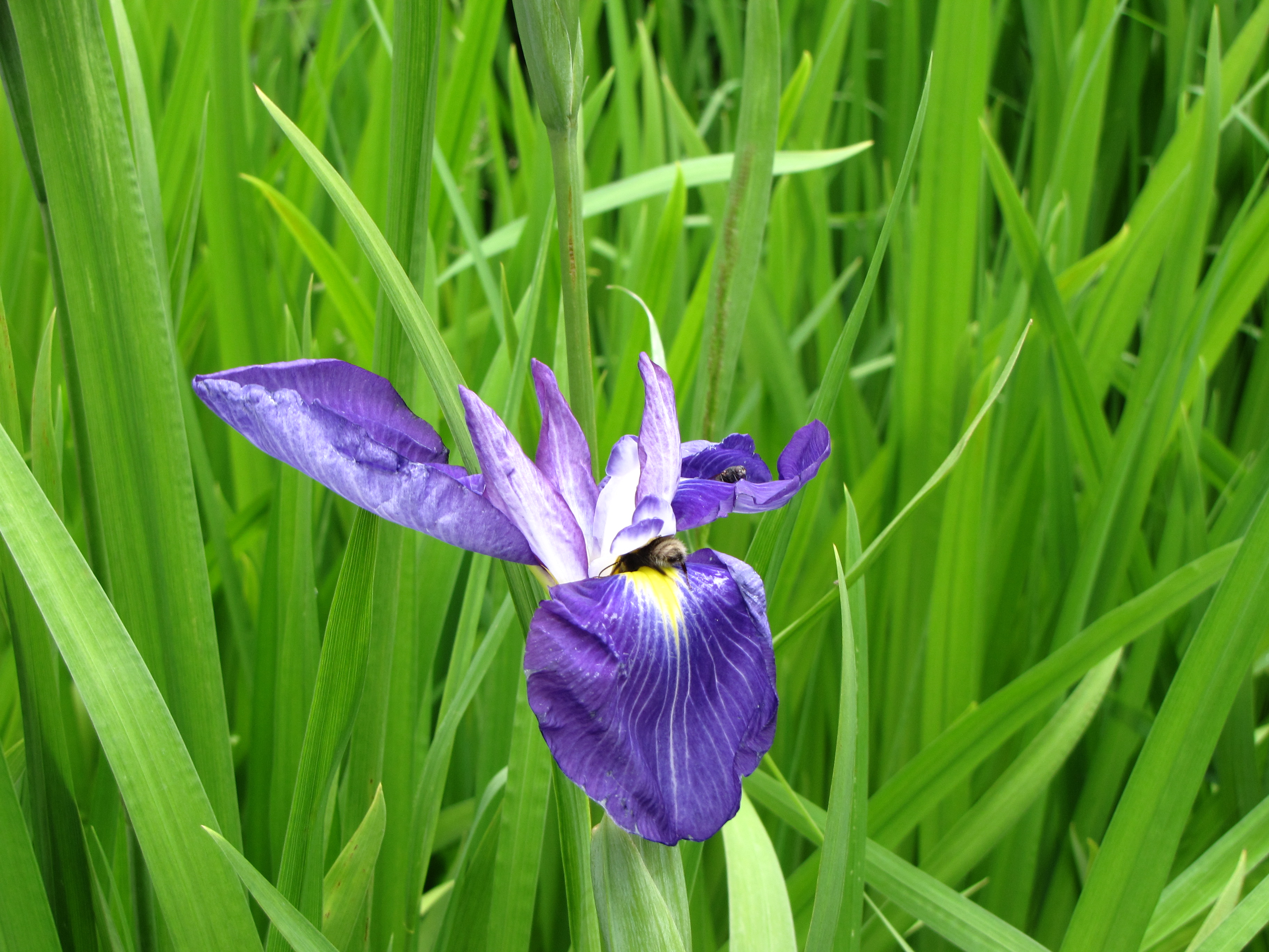 File:Iris mauve 22.JPG - Wikimedia Commons