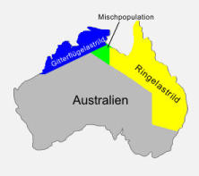 Мапа поширення виду: Жовтий: номінальний підвид Синій: підвид annulosa Зелений: перекриття ареалу обох підвидів