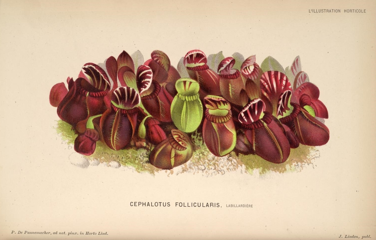 L illustration. Cephalotus follicularis 8/8 - цефалот. Цефалотус рисунок. Цефалотус Ботанический рисунок. Раскраска цефалотус.