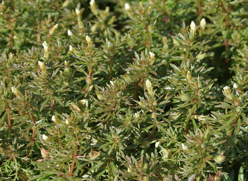 File:Limnophila sessiliflora (Asian Ambulia) in Hyderabad, AP W IMG 1415.jpg