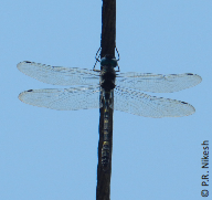 File:Macromia annaimallaiensis, Thattekkad, Kerala, India (cropped).png