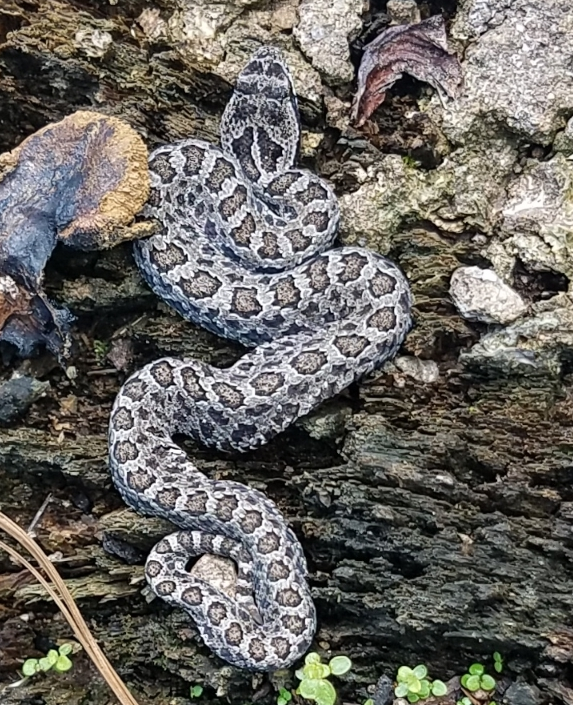 Eastern hognose snake - Wikipedia