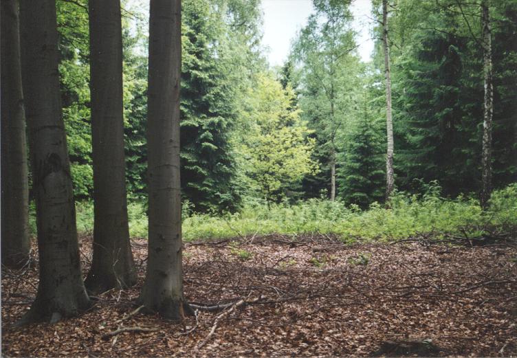 File:Mischwald im Rabensteiner Wald.JPG