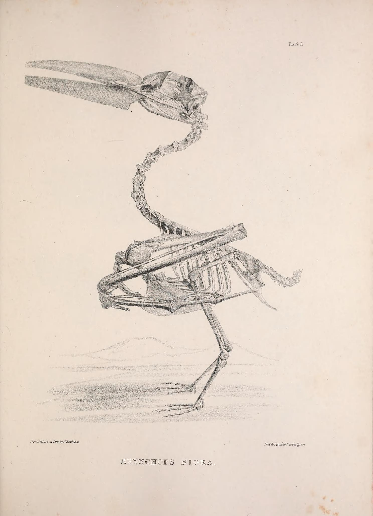 Скелет Фламинго анатомия