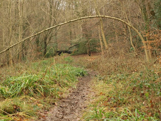 Path in Buckholt Wood - geograph.org.uk - 2219944