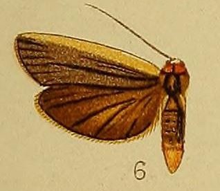<i>Eilema heterogyna</i> Species of moth