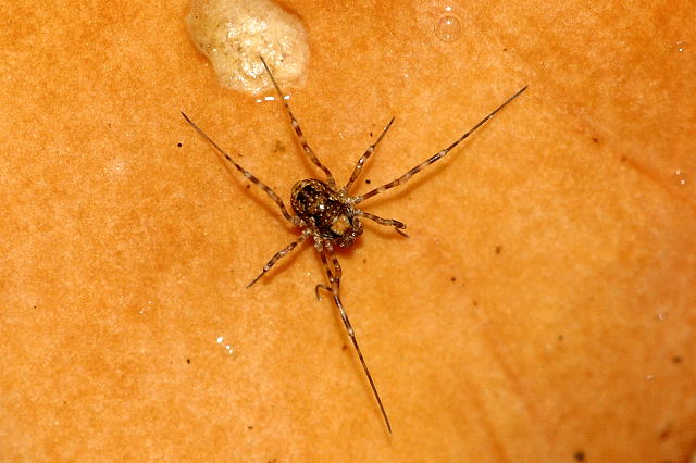 File:Platybunus pinetorum juvenile.jpg