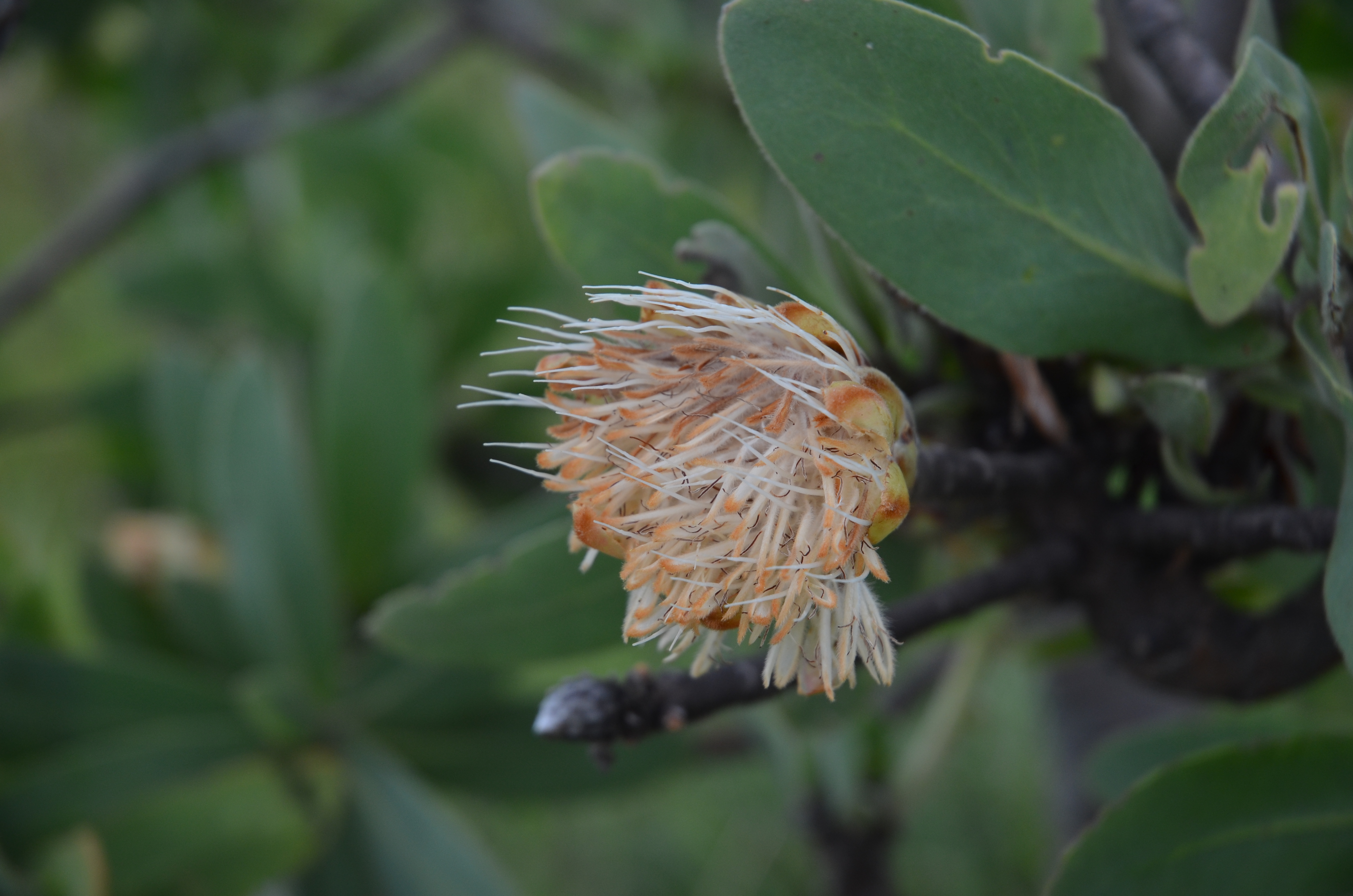 Protea lepidocarpodendron