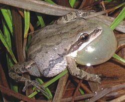 <span class="mw-page-title-main">Western chorus frog</span> Species of amphibian