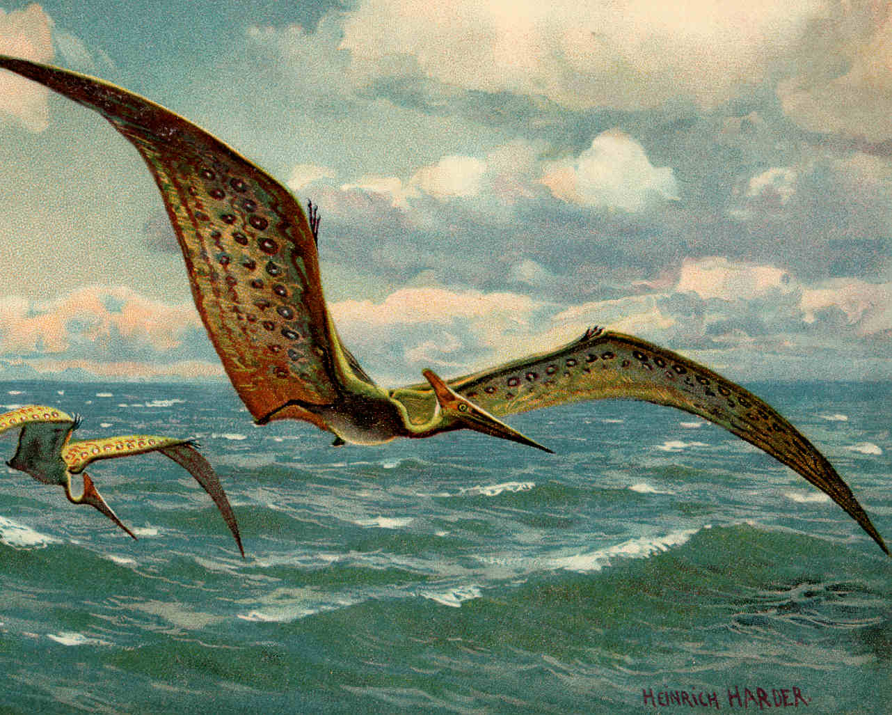 Pterodactyloidea - Wikipedia