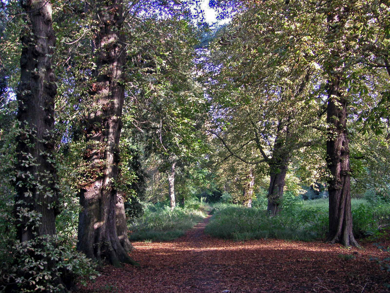 Near wood. Широколиственный лес. Парк в тени. Орман парк фотографии. В тени под соснами.