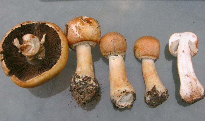 File:Riesenchampignon.JPG