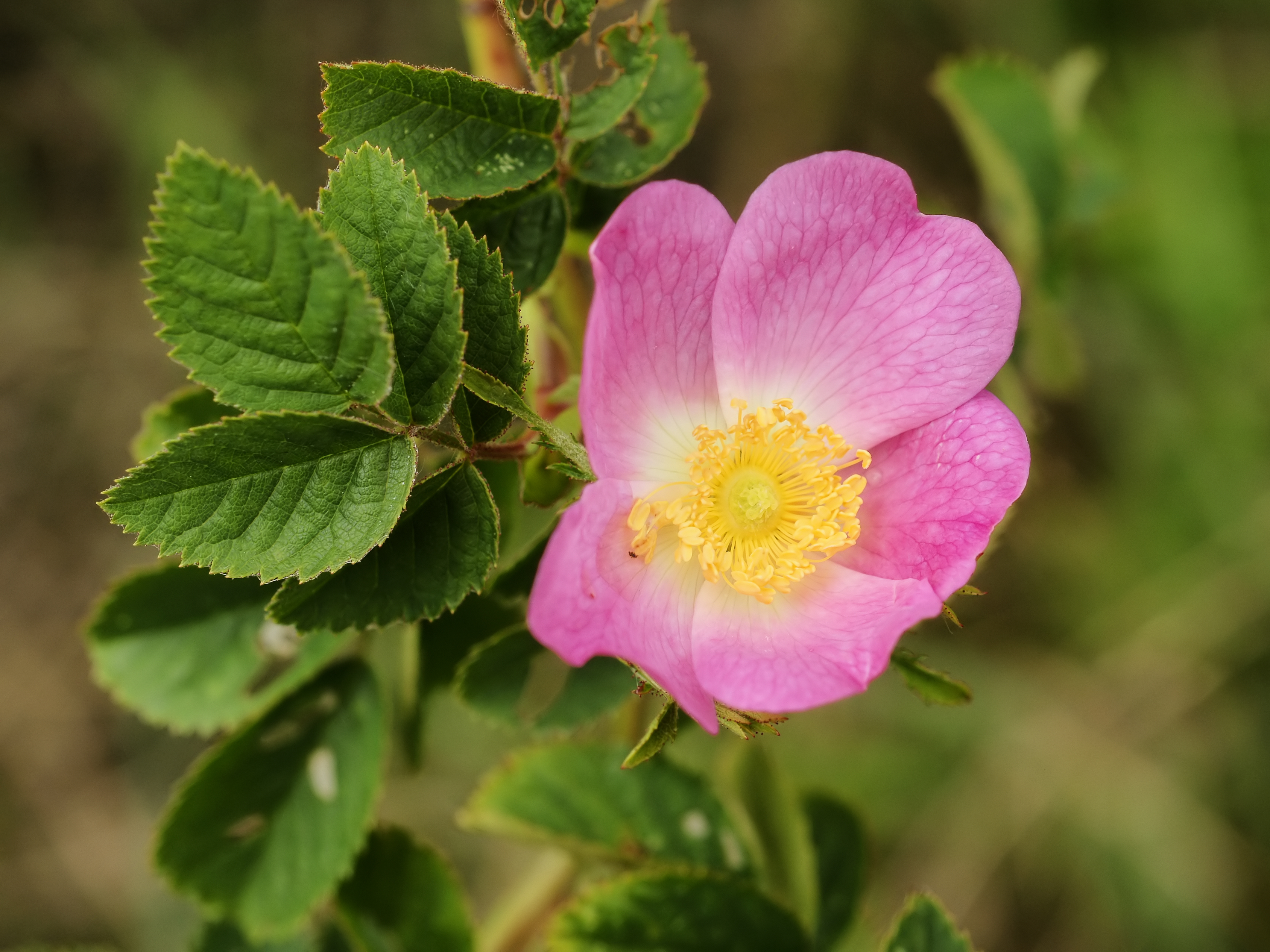 Filerosa Tomentosa Flower Wikimedia Commons