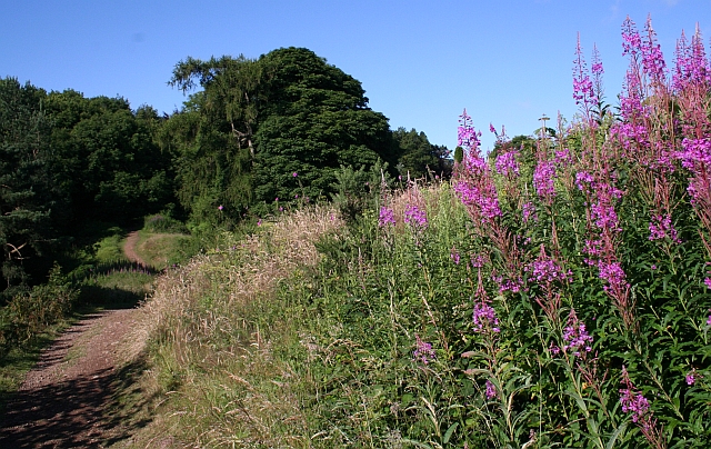 File:Rosebay Willowherb on the Welland Hills - geograph.org.uk - 889031.jpg