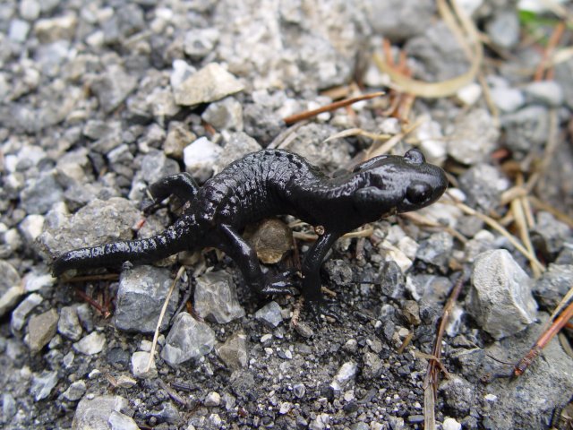 File:Salamandra atra.jpg