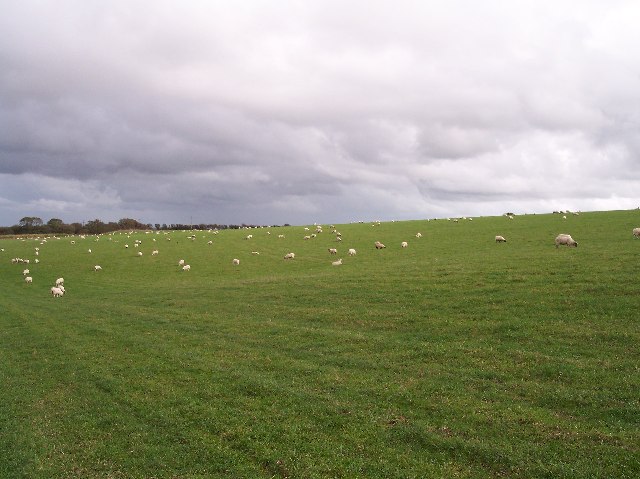 File:Sheep Grazing on Idlecombe Down - geograph.org.uk - 72184.jpg