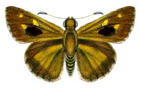 <i>Timoconia flammeata</i> Species of butterfly