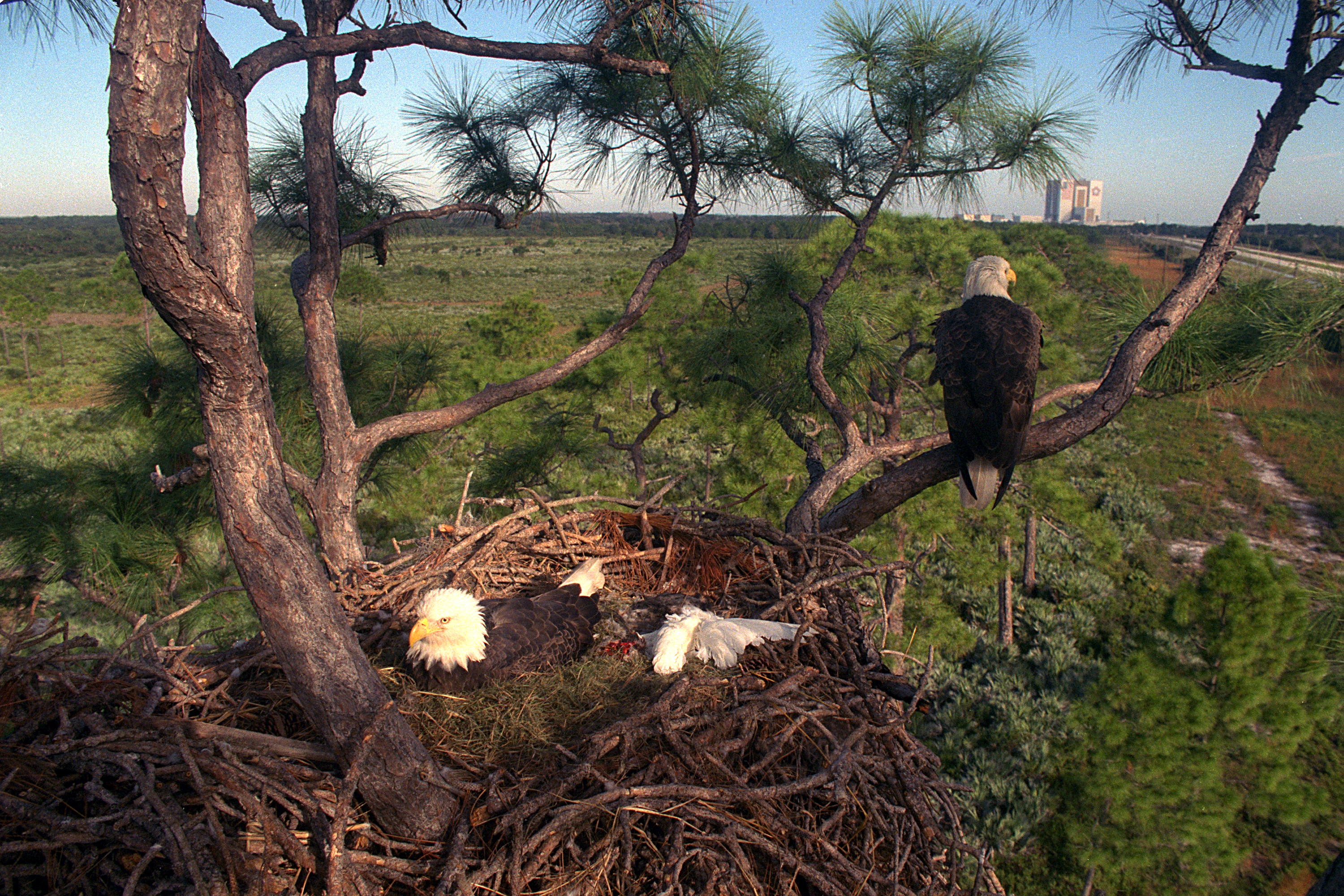Самое большое гнездо у орла. Гнездо белоголового орлана. Орлиное гнездо птицы. Гнездо белоголового орлана самое большое. Гнездо орлана во Флориде.